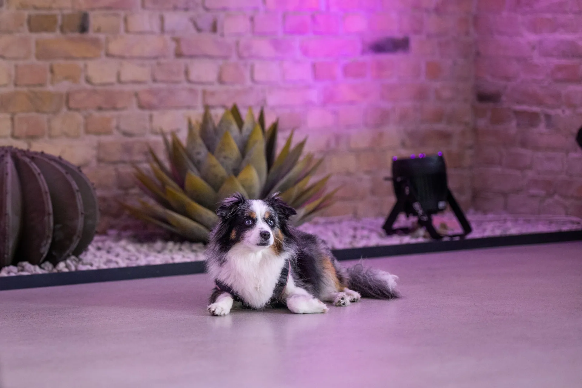 Hairy Friends